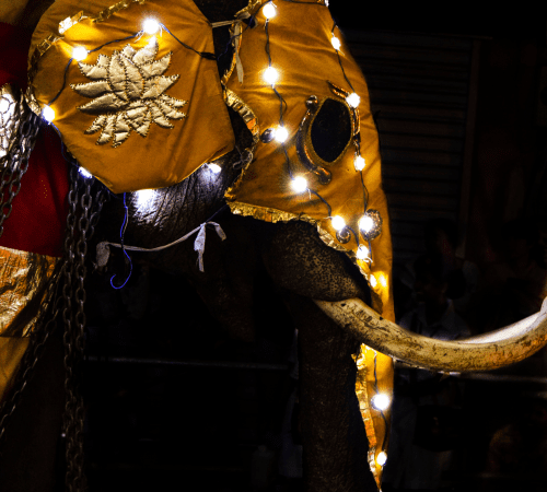 Kandy Esala Perahera: A Dazzling Spectacle of Tradition and Devotion
