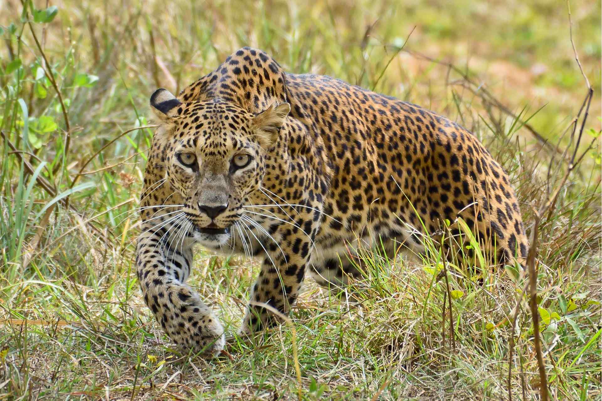 Yala National Park - Embark on thrilling wildlife in Sri Lanka