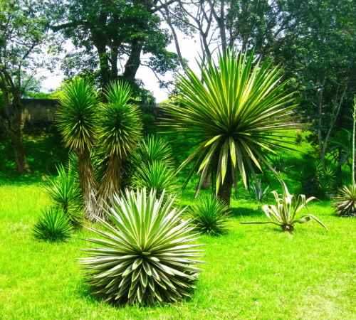 Exploring Peradeniya Botanical Gardens: A Serene Oasis of Exotic Flora