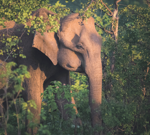 Sri Lankan Elephants: History, Religion, Importance, and Current Challenges