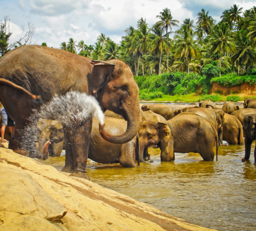 Pinnawala Elephant Orphanage: A Haven for Gentle Giants